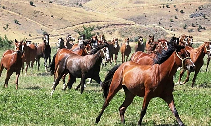 Malatya'da 15 safkan Arap tayı görücüye çıkıyor