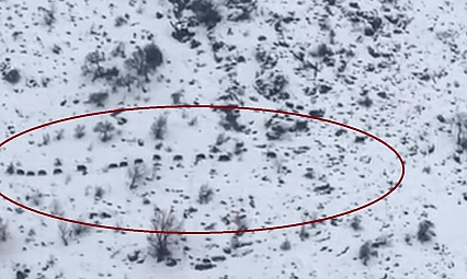 Sürü halinde gezen domuzlar görüntülendi