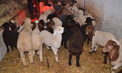 Sütçü koyunlar ilk kuzularını dünyaya getirdi