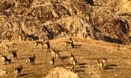 Tarihi kalede dağ keçileri görüldü