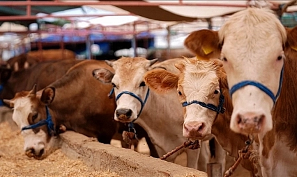 Tarım Bakanlığı duyurdu: Şap krizi bitiyor mu?