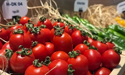 Tarladan markete vurgun operasyonu: 41 dağıtıcı firma yöneticisine gözaltı!