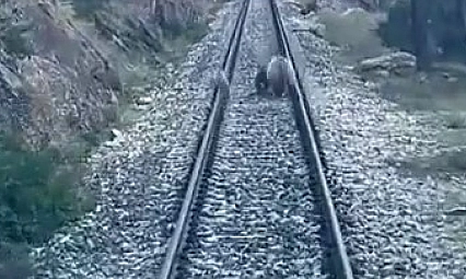 Tren yoluna çıkan ayılar panikle kaçıştı