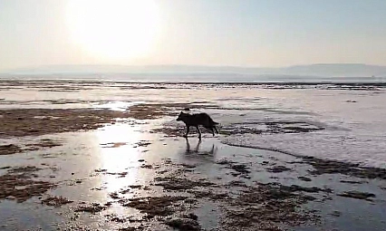 Vatandaş tedirgin: Kurtlar neden yerleşim yerlerine yaklaşıyor?