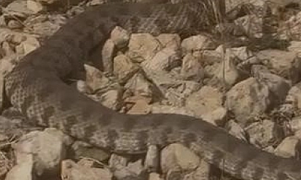 Vatandaşın soğukkanlılığı şaşırttı