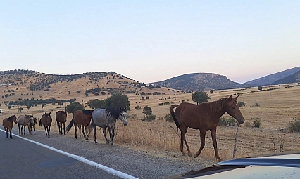 Yaban at sürüsü yola indi