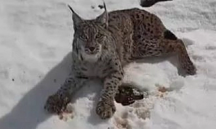 Yaralı vaşağı fark eden tır sürücüsünden örnek davranış