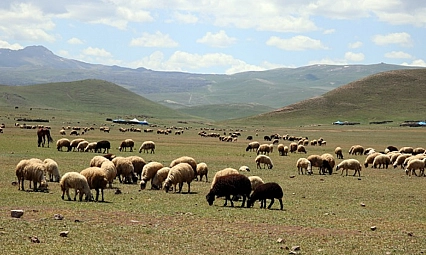 Yayla ve meralar aydınlanıyor! Üretici jeneratör desteğiyle rahat nefes alacak