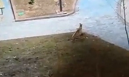 Yiyecek arayan 2 tilki kent merkezine indi