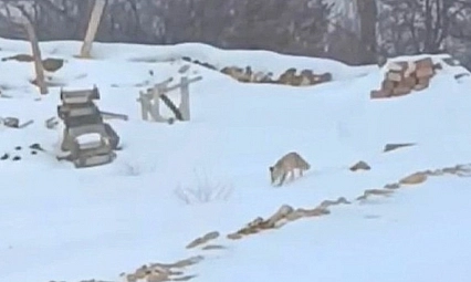 Yoğun kar yaban hayvanlarını aç bıraktı