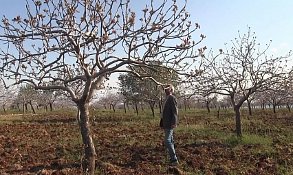 Yoğun kar yağışları çiftçinin yüzünü güldürdü