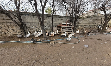 Yozgat'a döndü, binlerce hayvan üreterek geçimini sağlıyor