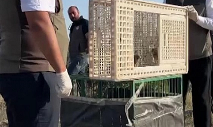 Yuvadan düşen iki kerkenez yavrusu doğaya bırakıldı