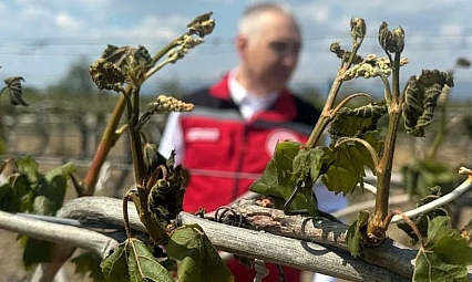 Zirai don ödemeleri Malatya'da çiftçileri mağdur etti! Ödeme alamayanlar mı var?