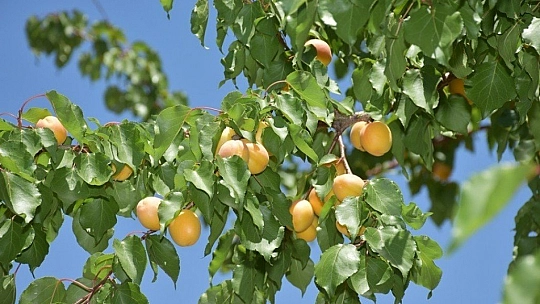 Kayısı hasadında son günler
