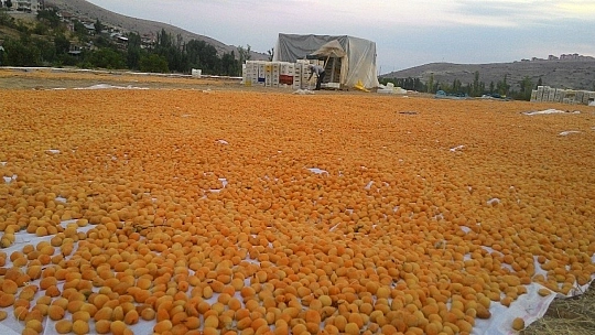 Kayısı hasadında son günler
