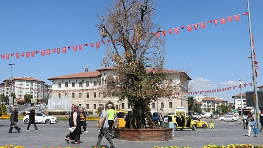 Sivas'ın sembolü olan 'Tek Ağaç' kurudu