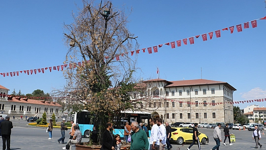 Sivas'ın sembolü olan 'Tek Ağaç' kurudu