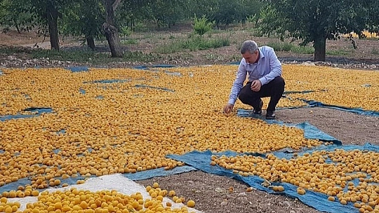 Dünya Gıda Gününü kutladı
