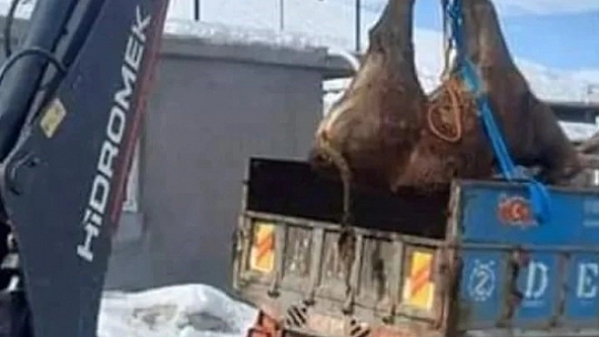Depremzedelerin yaraları sarılıyor