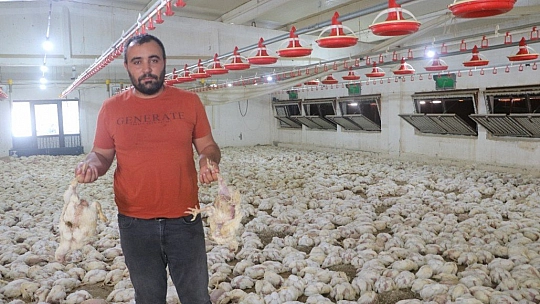 35 bin tavuk telef oldu
