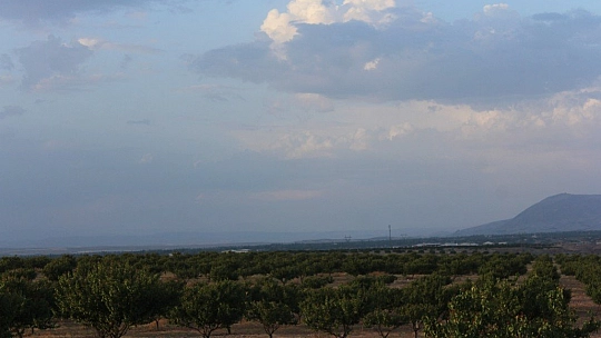 Organik kayısı üreticisi zorda