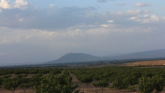 Organik kayısı üreticisi zorda