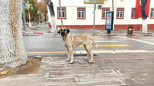 Sokaklarda sessizlik hakim