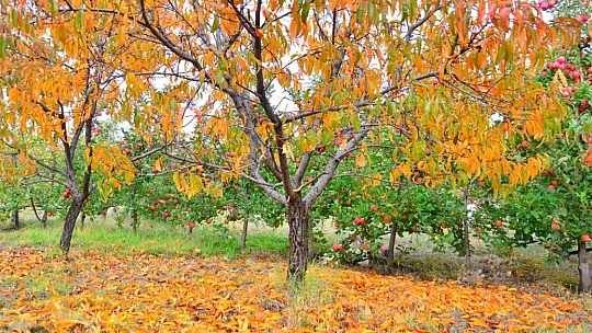 Malatya'da sonbahar