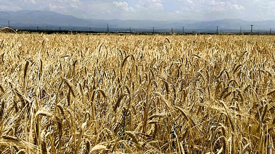 Malatya bereketleniyor