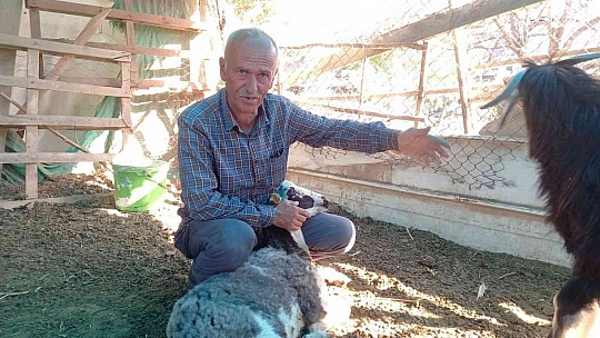 Sokak köpekleri saldırdı