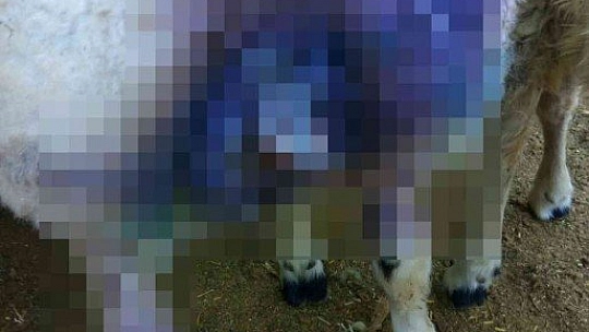 Sokak köpekleri saldırdı