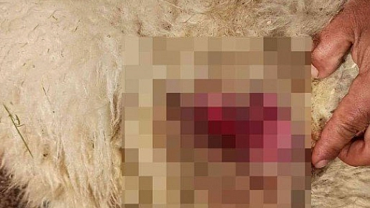 Sokak köpekleri saldırdı