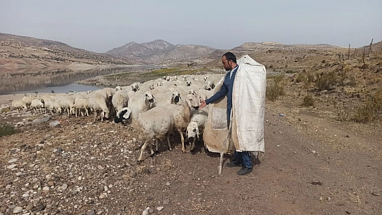 Yaylalardan zorlu dönüşler sürüyor