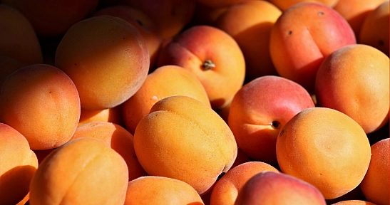 85 milyonun aklına kayısı deyince Malatya geliyor! Malatya kayısısı, yerel lezzetler arasında zirveye oynuyor!