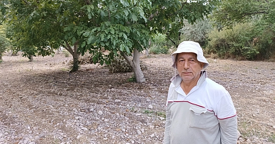 Malatya kayısısının sigortasıydı: Hasat başladı!