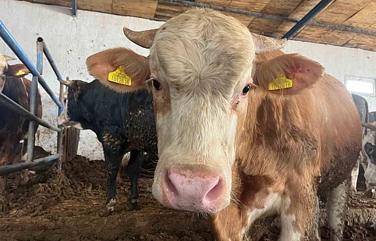 Üç adımda kurbanlık sorgulaması yapılabiliyor