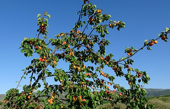 16 Çeşit Kayısı Üzerinde Denendi! '15 Yılın Sonunda Erken Hasat Sevindirdi'