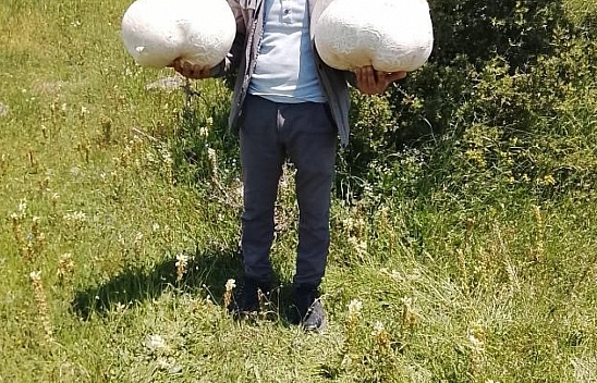 20 kiloluk mantar buldu