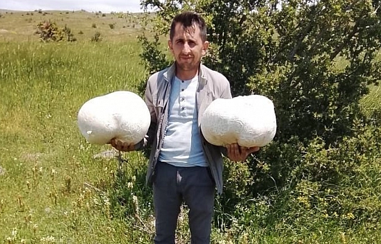 20 kiloluk mantar buldu