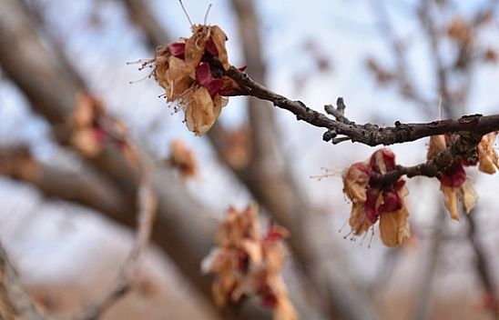 2014'de yaşanan don olayı tekrar mı yaşanacak? Kayısı için tehlike çanları...!