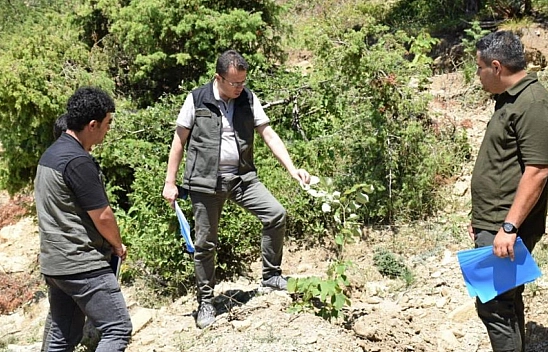 3 yılda binlerce fidan toprakla buluştu