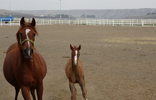 5 milyon TL'lik rekor satış