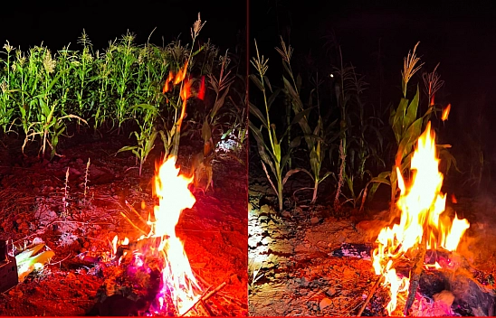 AB Uyum Projesi, Üreticiyi Vurdu: Malatya'da Yaban Domuzu Alarmı