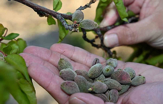 AK Parti Malatya Milletvekili Ölmeztoprak: 'Üreticilerimizin yanında olacağız'