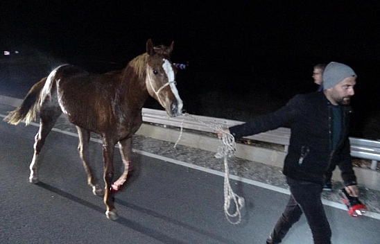 Malatya'da firari atlar için soruşturma