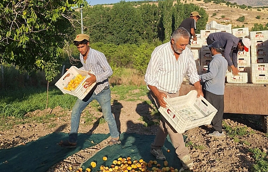 Malatya'da kayısı üreticisi çaresiz kaldı: Sezon bitti ama ödeme telaşı başladı