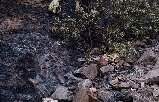 Mersin'de zeytin, elma, kiraz ve cevizler kül oldu