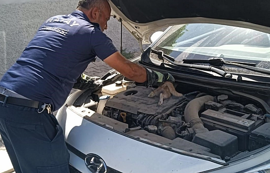 Sıkışan kediyi itfaiye kurtardı