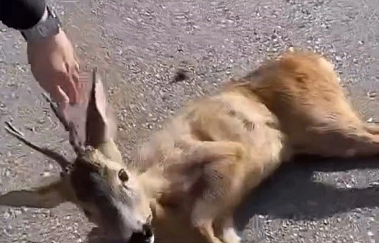 Yavru karaca tedavi altına alındı!